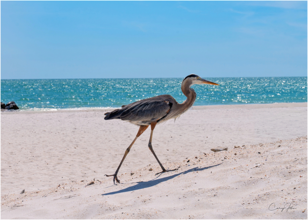 Great Blue Heron